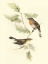 Picture of GOULDS RED-BREASTED FLY-CATCHER