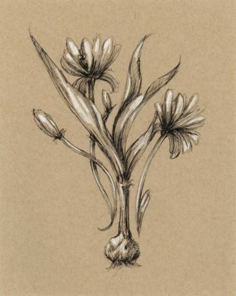 Picture of BOTANICAL SKETCH BLACK AND WHITE III