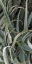 Picture of PRICKLY CACTUS
