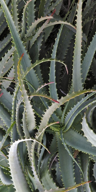 Picture of PRICKLY CACTUS