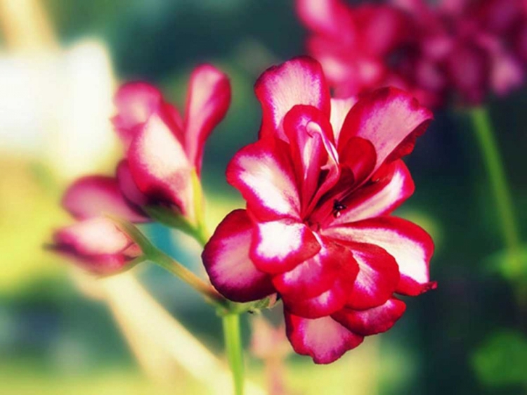 Picture of PINK BLOSSOM I