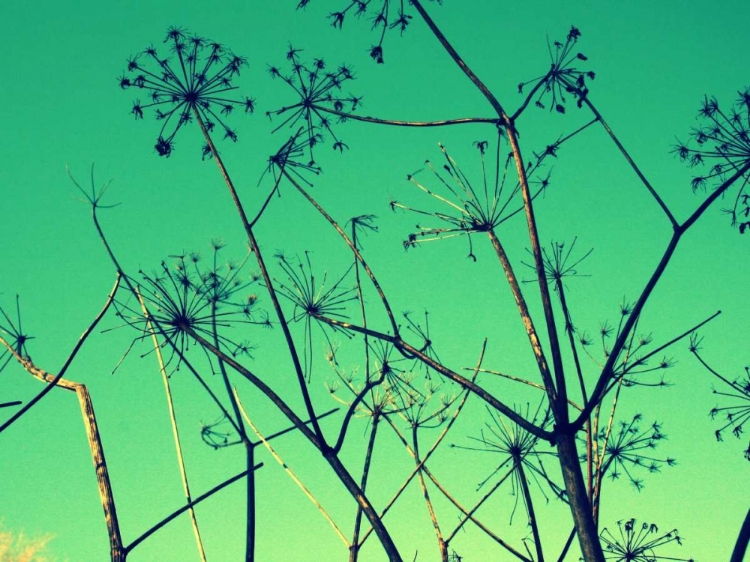 Picture of COW PARSLEY I