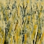 Picture of BIRCHES III