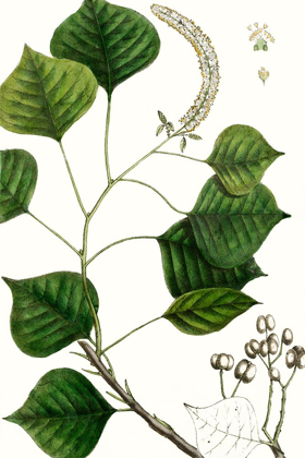 Picture of TALLOW TREE