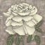 Picture of SILVER ROSE II