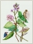 Picture of METAPLEXIS JAPONICA II