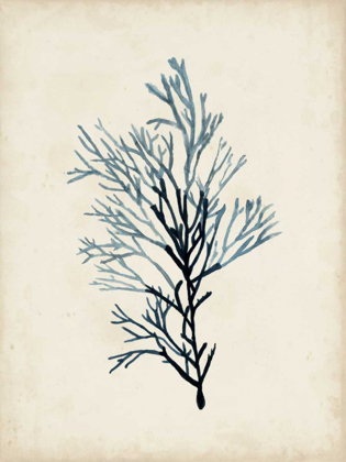 Picture of SEAWEED SPECIMENS IV