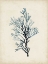 Picture of SEAWEED SPECIMENS IV