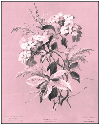 Picture of DUSSURGEY HYDRANGEA ON PINK