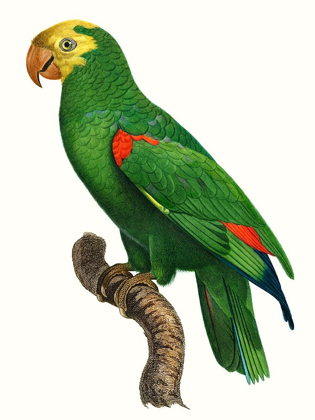 Picture of PARROT OF THE TROPICS III