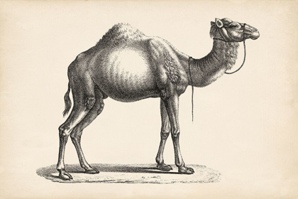 Picture of BRODTMANN DROMEDARY