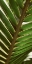 Picture of PATTERNED NATURE IV