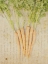 Picture of HERB STILL LIFE III