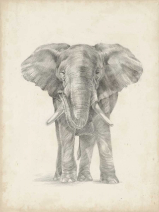 Picture of ELEPHANT SKETCH II