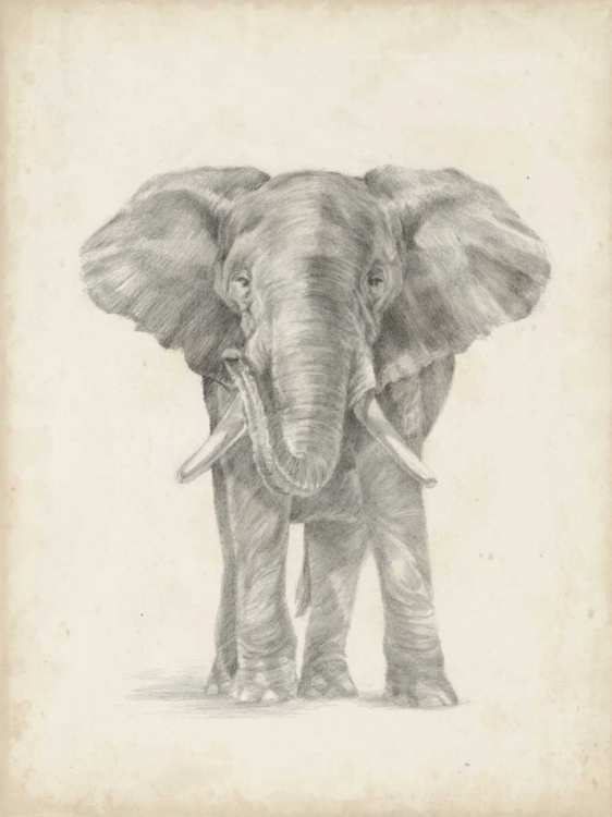 Picture of ELEPHANT SKETCH II