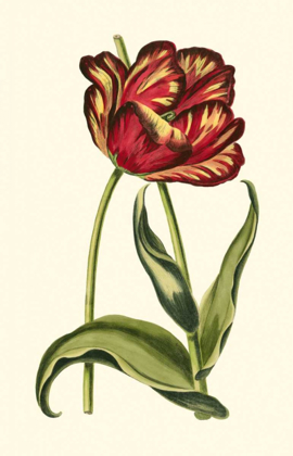 Picture of VINTAGE TULIPS VI