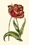 Picture of VINTAGE TULIPS VI