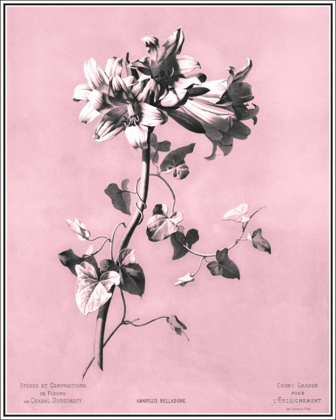 Picture of DUSSURGEY AMARYLLIS ON PINK