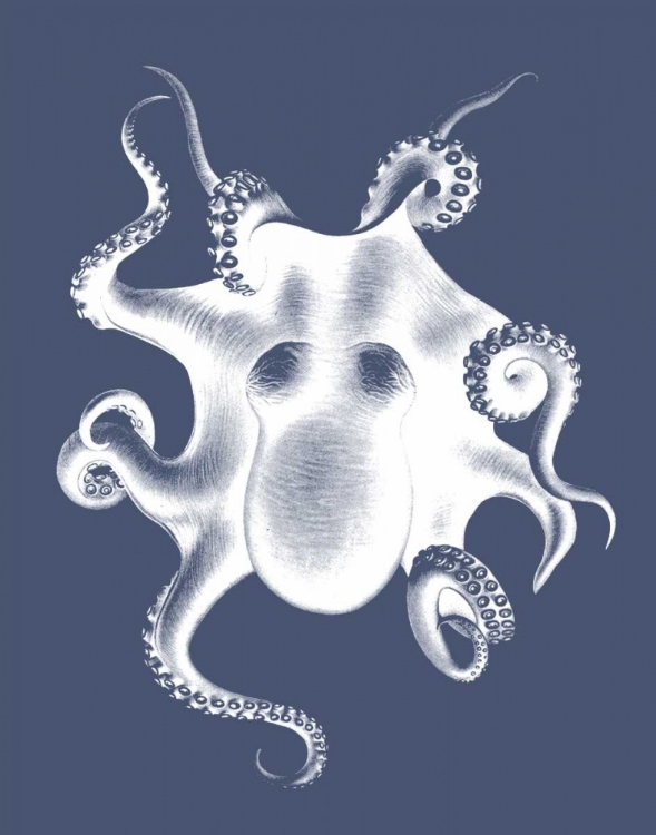 Picture of WHITE OCTOPUS ON INDIGO BLUE D