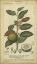Picture of EXOTIC BOTANICA III