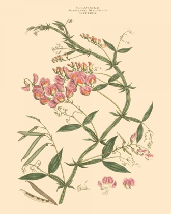 Picture of BLUSHING PINK FLORALS VI