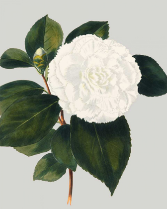 Picture of CAMELLIA JAPONICA II