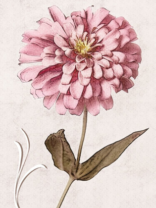 Picture of PINK ZINNIA I
