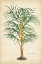 Picture of PALM OF THE TROPICS III