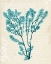 Picture of TEAL SEAWEED V