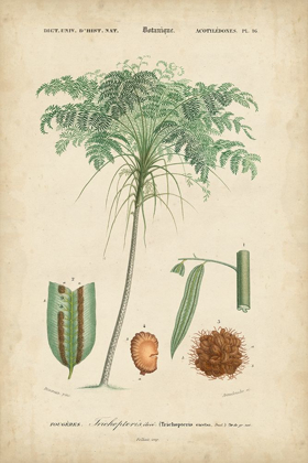 Picture of TROPICAL BOTANIQUE IV