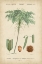 Picture of TROPICAL BOTANIQUE IV