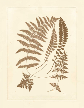 Picture of SEPIA FERNS II