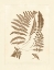 Picture of SEPIA FERNS II