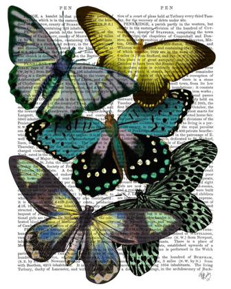Picture of BIG BOLD BUTTERFLIES 6