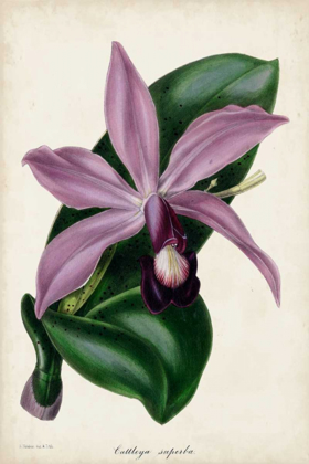 Picture of PLUM ORCHID