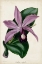 Picture of PLUM ORCHID