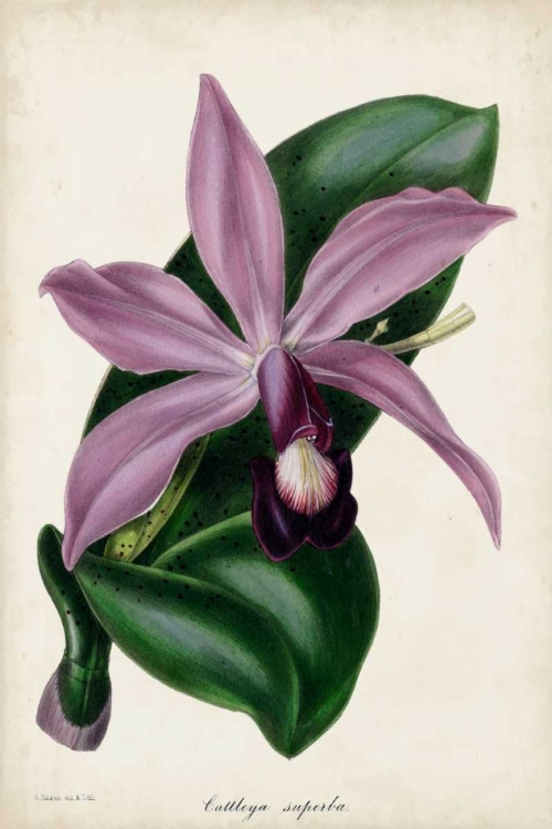 Picture of PLUM ORCHID