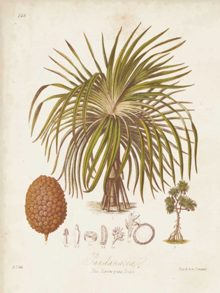Picture of ANTIQUE TROPICAL PALM II