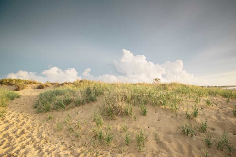 Picture of FIRST LANDING DUNES V