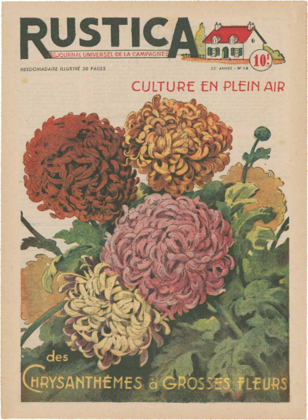 Picture of PLANTEZ DES CHRYSANTHEMES