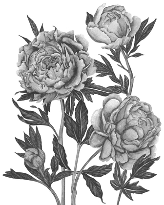 Picture of FLOWERS IN GREY V