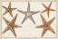 Picture of STARFISH NATURELLE I