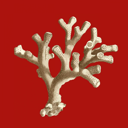 Picture of SMALL CORAL ON RED II