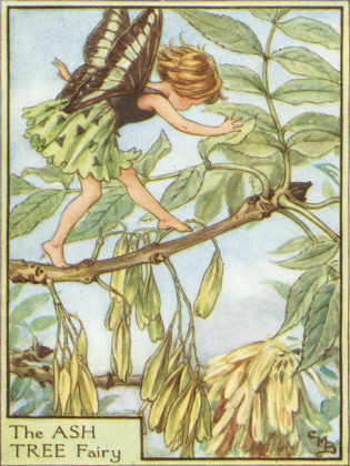 Picture of THE ASH TREE FAIRY
