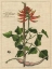 Picture of BOTANICAL STUDY ON LINEN IV
