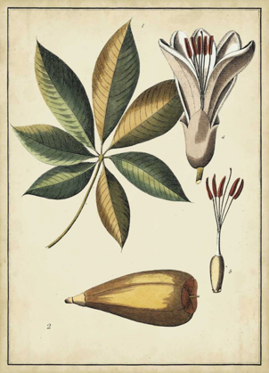 Picture of IVORY BOTANICAL STUDY IV