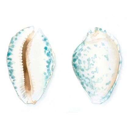 Picture of WATERCOLOR SHELLS VI