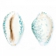 Picture of WATERCOLOR SHELLS VI