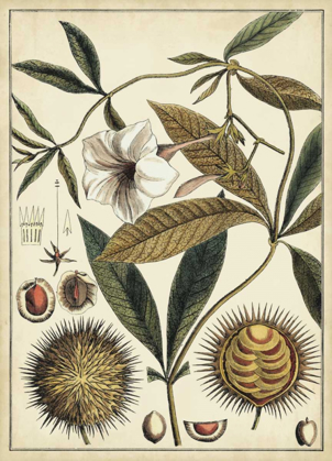 Picture of IVORY BOTANICAL STUDY II