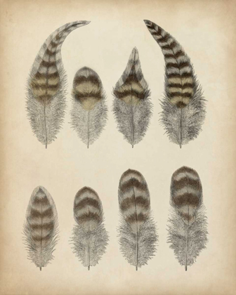 Picture of VINTAGE FEATHERS I